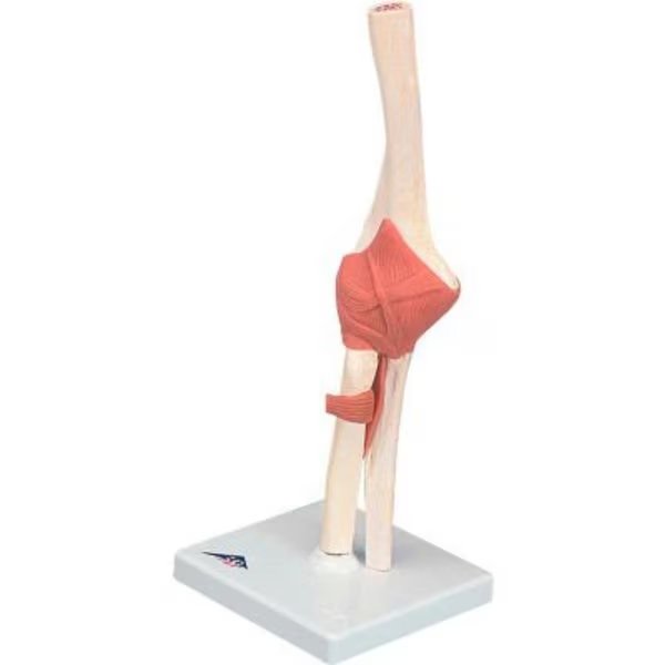 3B® Anatomical Model - Functional Elbow Joint, Deluxe, Fabrication Enterprises, Mfr#: 955811