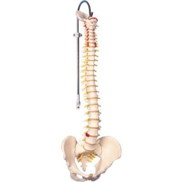 3B® Anatomical Model - Flexible Spine, Didactic, Fabrication Enterprises, Mfr#: 963116