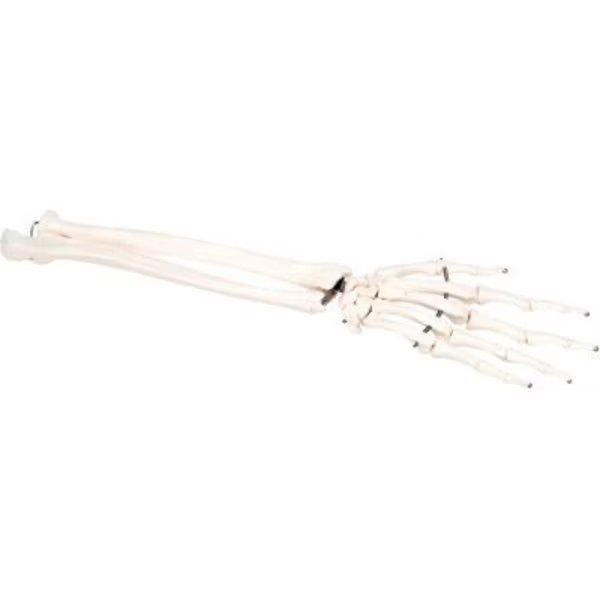 3B® Anatomical Model - Loose Bones, Hand Skeleton with Ulna and Radius, Left, Fabrication Enterprises, Mfr#: 12-4581L