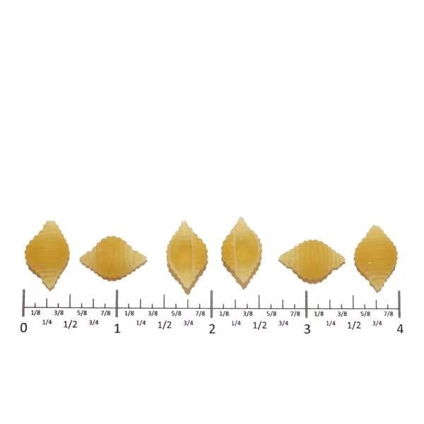 Costa Shell Small, PK2, Costa, Mfr#: 2SS
