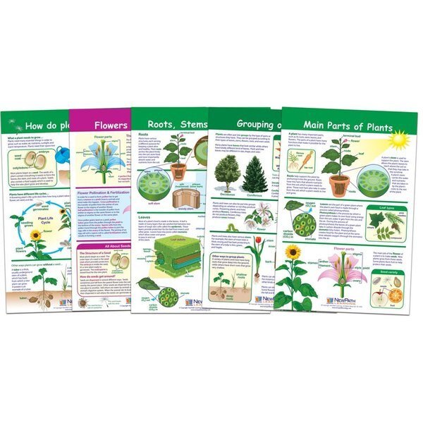 All About Plants Bulletin Board Charts, Set of 5, Newpath Learning, Mfr#: 94-3501
