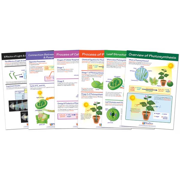 Photosynthesis Bulletin Board Chart Set, Grades 3-5, Newpath Learning, Mfr#: 94-7016