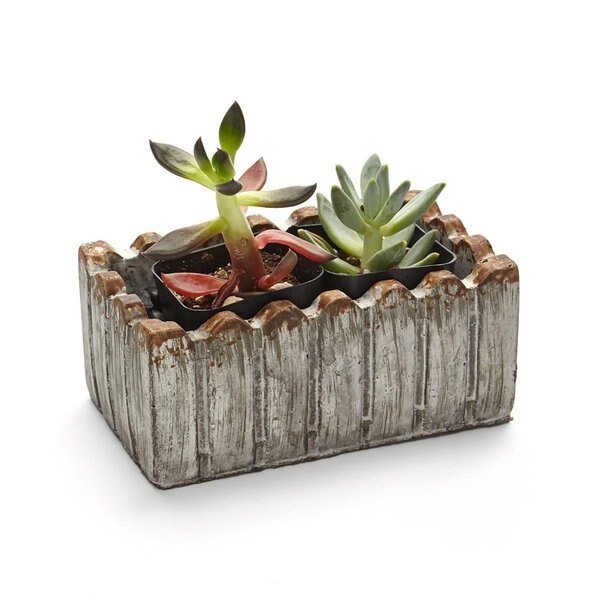 2 in. Live Succulent Gift Set - Two Plants, Claustro, Mfr#: CL2626617