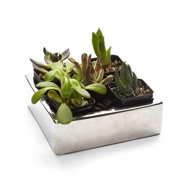 2 in. Live Succulent Gift Set - Five Plants, Claustro, Mfr#: CL2626619