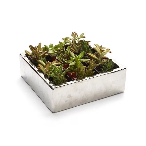 2 in. Live Succulent Gift Set - 12 Plants, Claustro, Mfr#: CL2626620