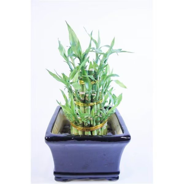 Classic Lucky Bamboo Tower in Elegant Ceramic Container, Vista, Mfr#: VI2626628
