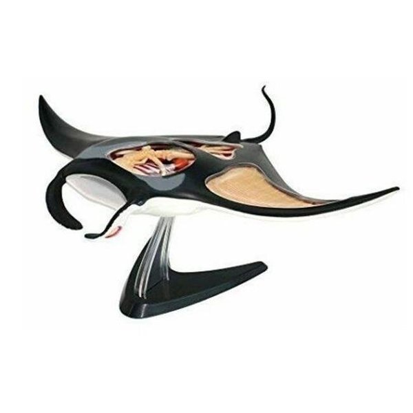 Tedco Toys 26010 4D Manta Ray Anatomy Kids Science Model, Tedco Toys, Mfr#: 26010