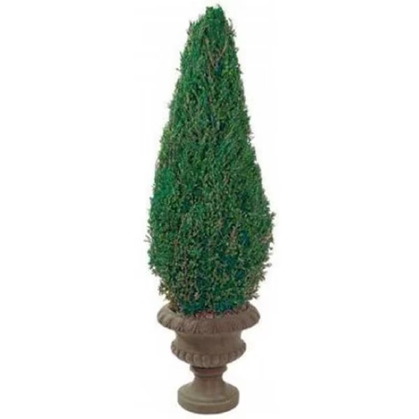 Forever Green Art CON050P 50 in. Preserved Cone in Paper Mache Pot, Forever Green Art, Mfr#: CON050P