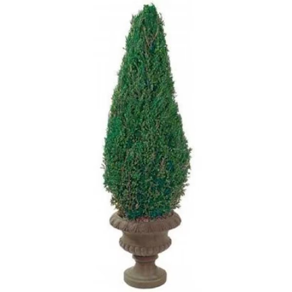 Forever Green Art CON050C 50 in. Preserved Cone in Paper Mache Pot, Forever Green Art, Mfr#: CON050C