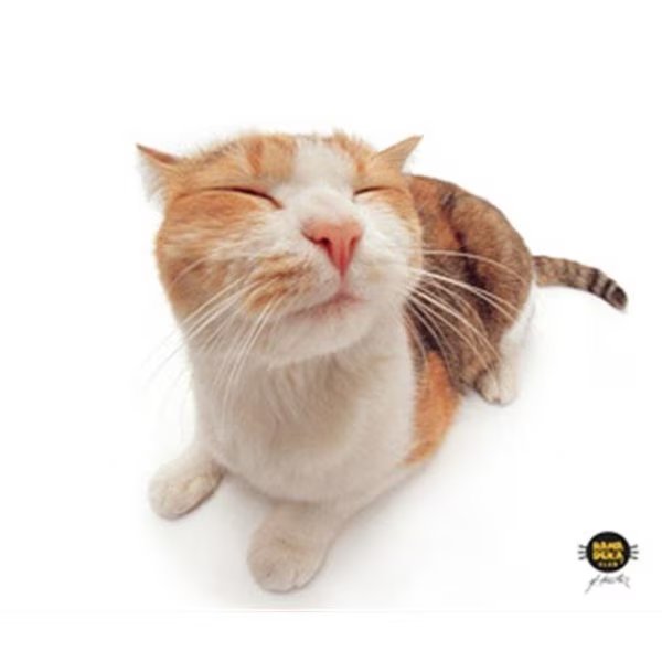 ALLSOP 29595 Microfiber Cleaning Cloths (Pet Me Cat), Allsop, Mfr#: 29595