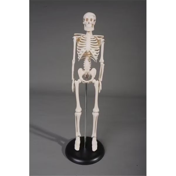 Skeletons and More SM142 17 in. Tiny in. Harvey Skeleton, Skeletons And More, Mfr#: SM142