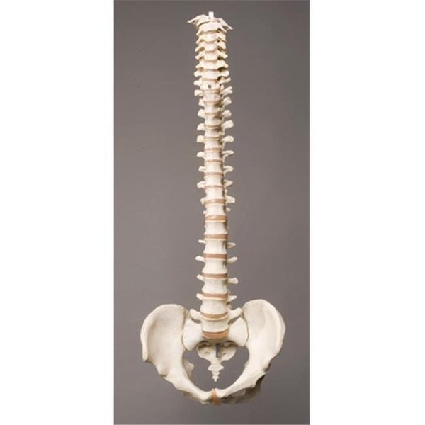 Skeletons and More SM310D Plastic Spine, Skeletons And More, Mfr#: SM310D