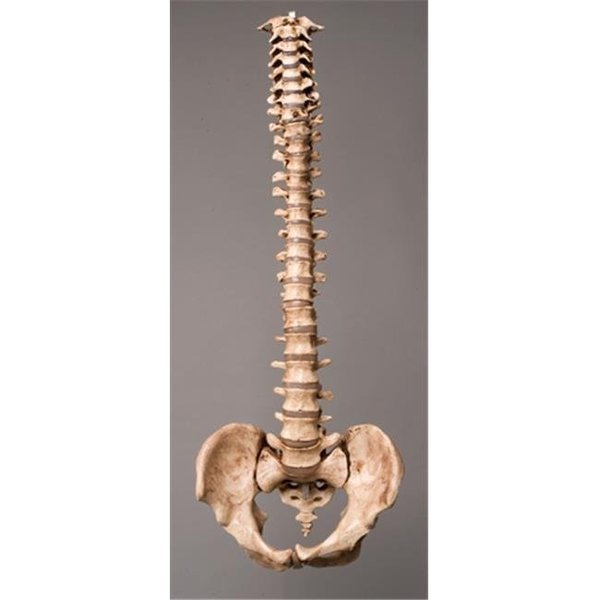 Skeletons and More SM310DA Life Size Educational Products Plastic Aged Spine, Skeletons And More, Mfr#: SM310DA