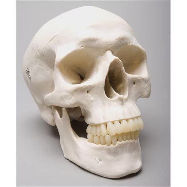Skeletons and More SM200D 2nd Class Harvey Skull, Skeletons And More, Mfr#: SM200D