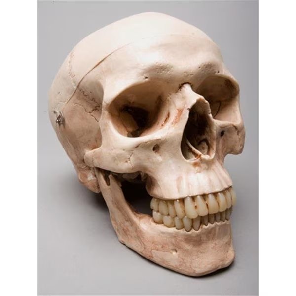 Skeletons and More SM200DA Aged 2nd Class Harvey Skull, Skeletons And More, Mfr#: SM200DA