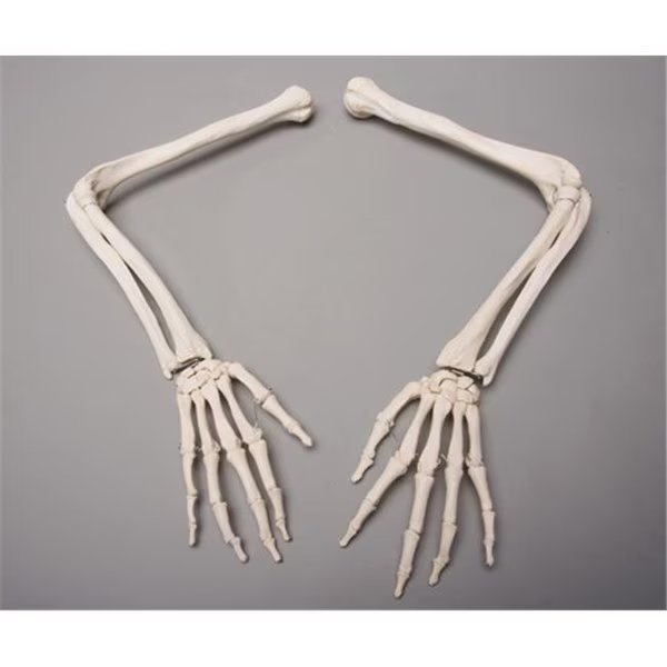 Skeletons and More SM370D Skeleton Arms  Left and Right, Skeletons And More, Mfr#: SM370D