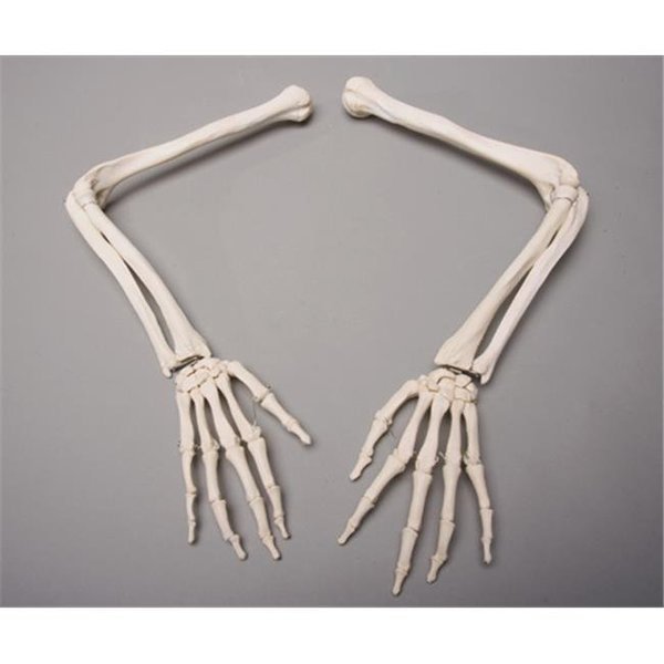 Skeletons and More SM370DR Right Skeleton Arm, Skeletons And More, Mfr#: SM370DR