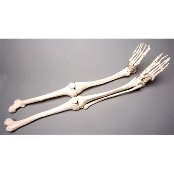 Skeletons and More SM380D Skeleton Legs  Left and Right, Skeletons And More, Mfr#: SM380D