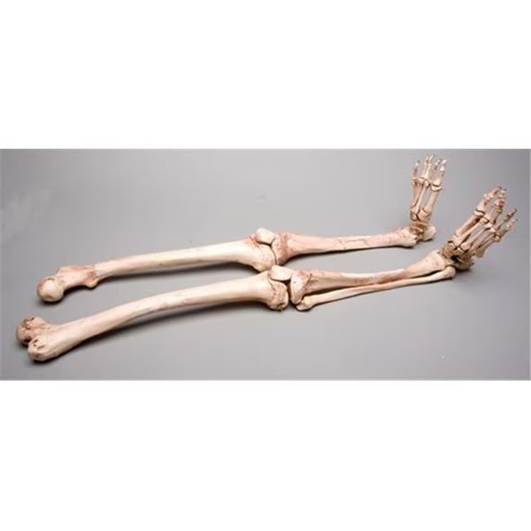 Skeletons and More SM380DRA Aged Right Skeleton Leg, Skeletons And More, Mfr#: SM380DRA