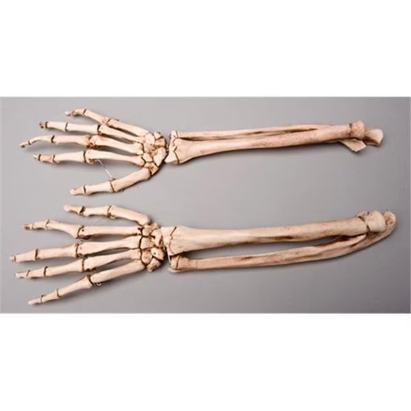 Skeletons and More SM372DA Aged Forearms  Left and Right, Skeletons And More, Mfr#: SM372DA