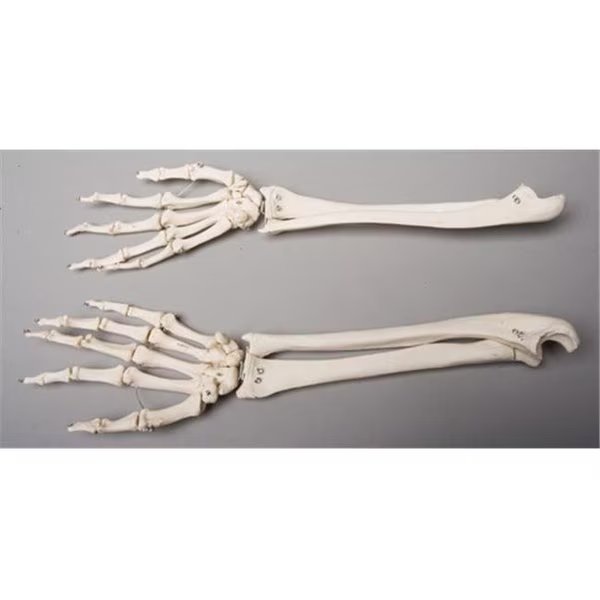 Skeletons and More SM372DR Right Forearm, Skeletons And More, Mfr#: SM372DR