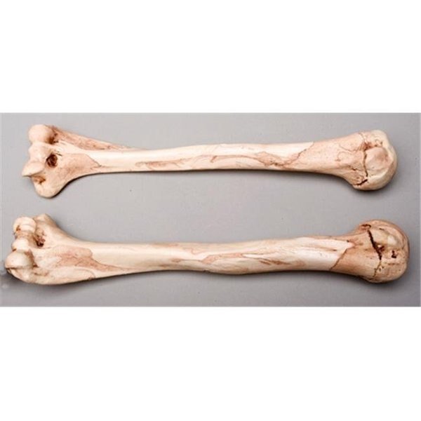 Skeletons and More SM374DLA Aged Left Humerus Bone, Skeletons And More, Mfr#: SM374DLA