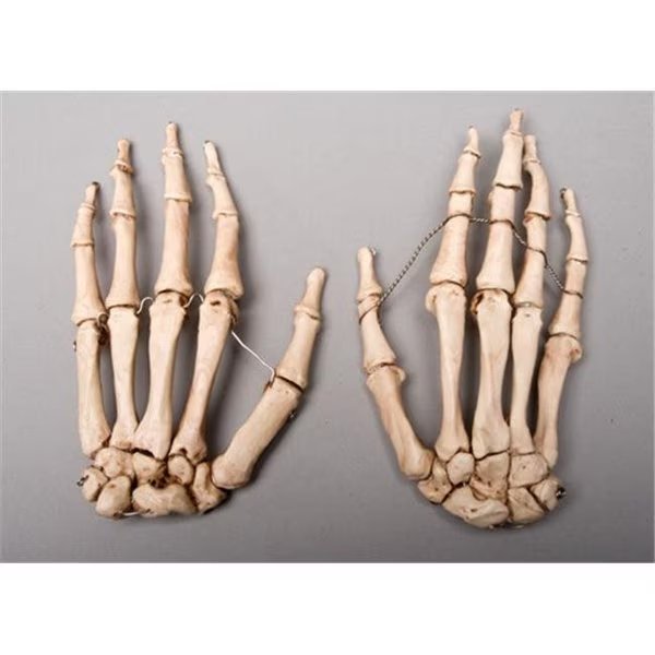 Skeletons and More SM376DA Aged Skeleton Hands  Left and Right, Skeletons And More, Mfr#: SM376DA