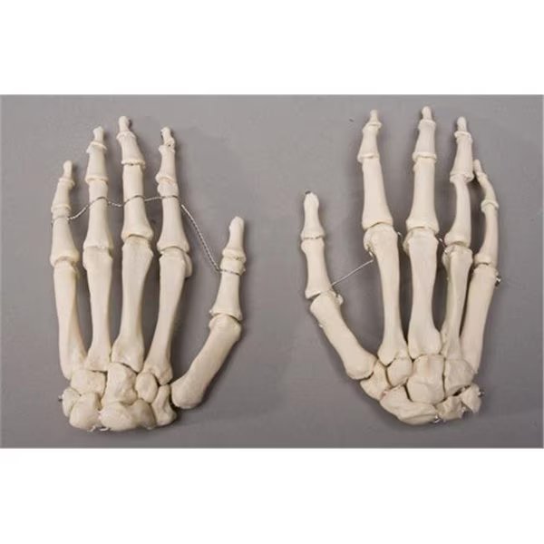 Skeletons and More SM376DL Left Skeleton Hand, Skeletons And More, Mfr#: SM376DL