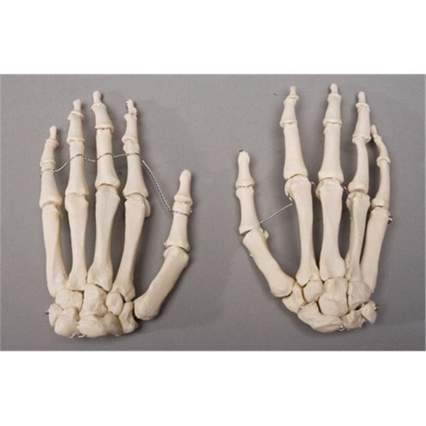 Skeletons and More SM376DR Right Skeleton Hand, Skeletons And More, Mfr#: SM376DR