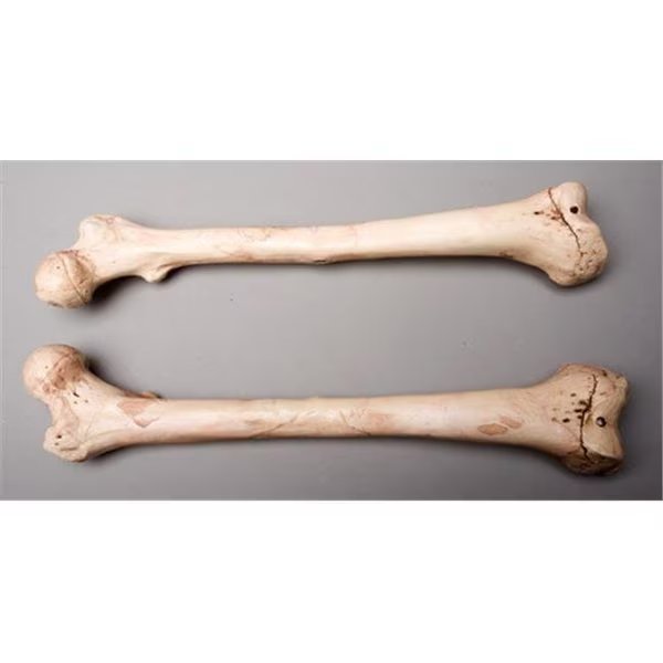 Skeletons and More SM384DA Aged Femur Bones  Left and Right, Skeletons And More, Mfr#: SM384DA
