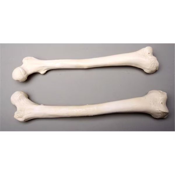 Skeletons and More SM384DR Right Femur Bone, Skeletons And More, Mfr#: SM384DR