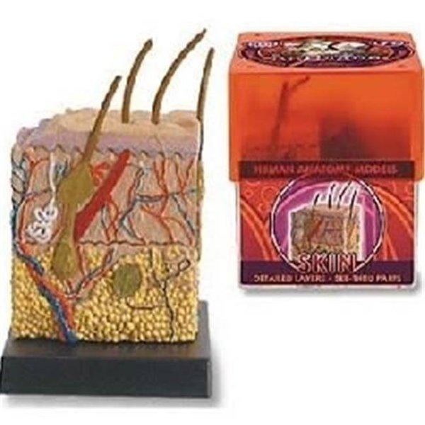 Tedco Toys 32370-SKI Bio Signs Skin Anatomy Model, Tedco Toys, Mfr#: 32370SK