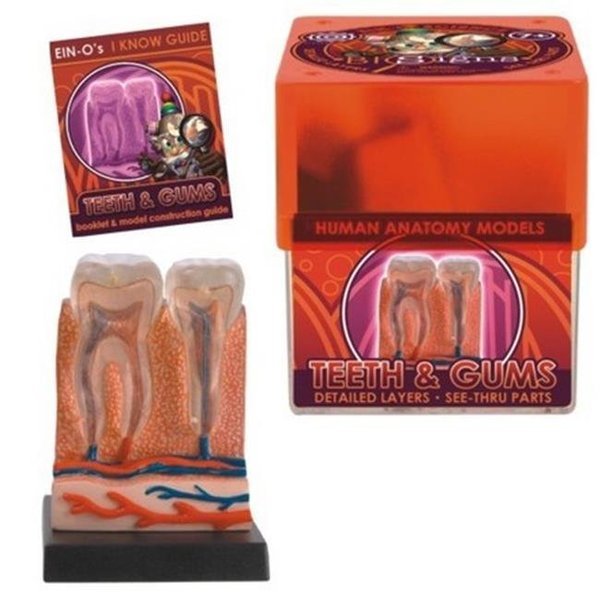 Tedco Toys 32370-TEE Bio Signs Teeth And Gums Anatomy Model, Tedco Toys, Mfr#: 32370TE