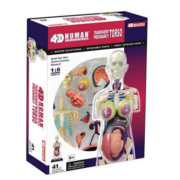 Tedco Toys 26069 4D Pregnancy Anatomy Torso, Tedco Toys, Mfr#: 26069