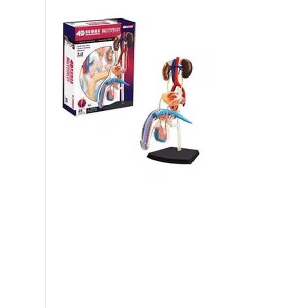 Tedco Toys 26063 4D Human Anatomy Male Reproductive System, Tedco Toys, Mfr#: 26063